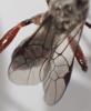 Wroughtonia spinator